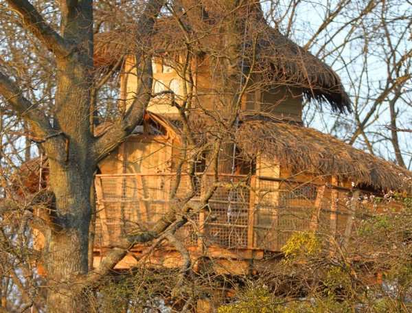 Cabane perchée dans un arbre, avec un toit de chaume et une vue sur la nature environnante.