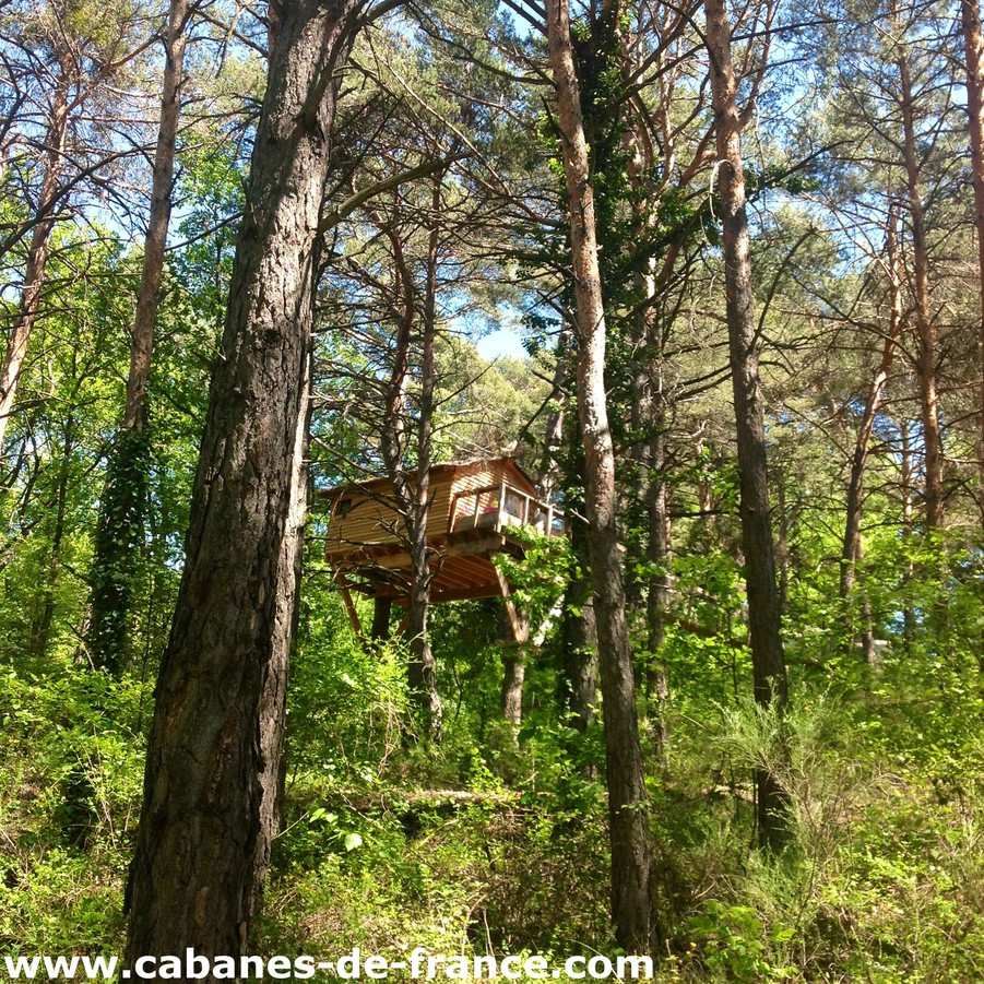 Cabane perchée dans les arbres, entourée de verdure et de pins majestueux.