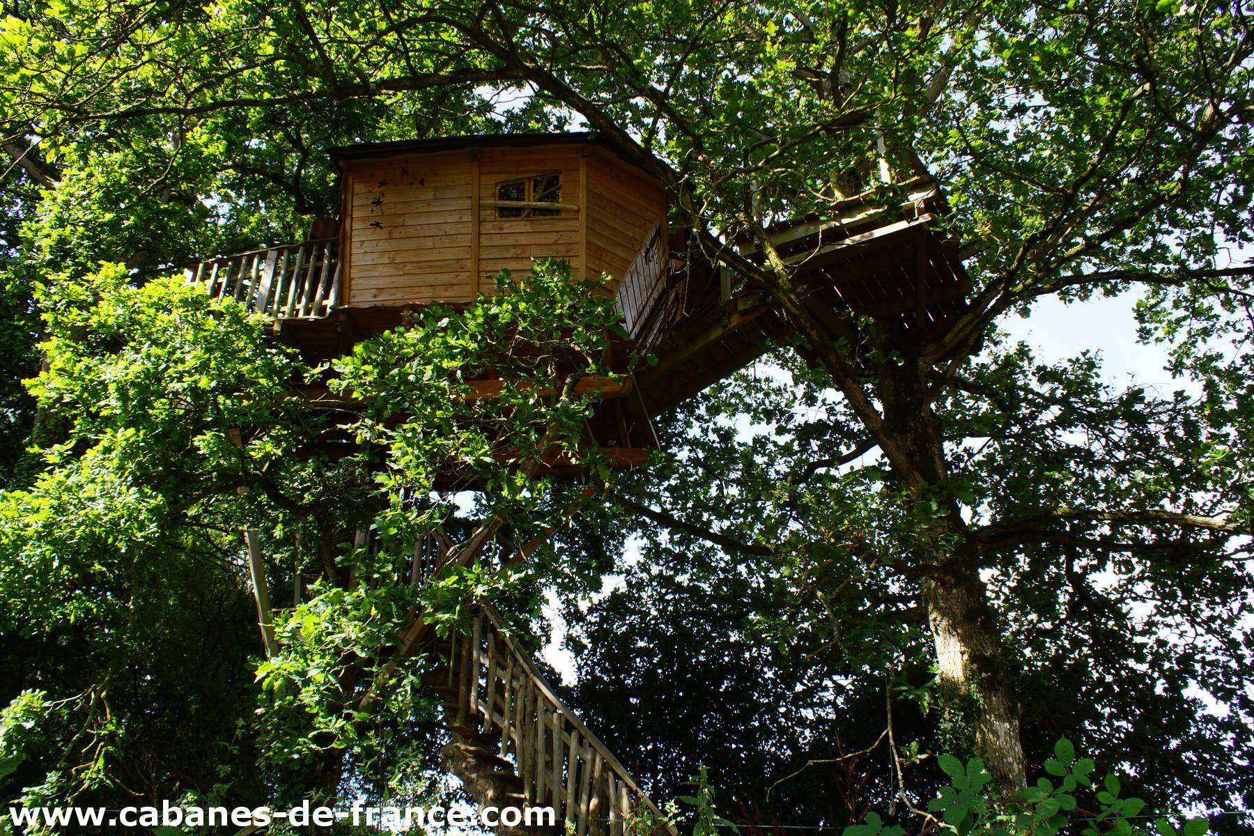 3082 Cabane perchée dans un arbre en Bretagne, entourée de verdure luxuriante.