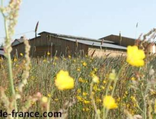 Cabane en bois entourée de fleurs sauvages dans un champ verdoyant.