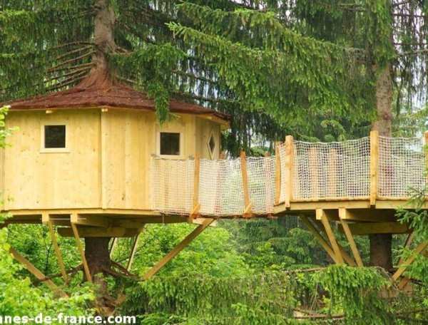 Cabane perchée dans les arbres, entourée de verdure luxuriante et de conifères.