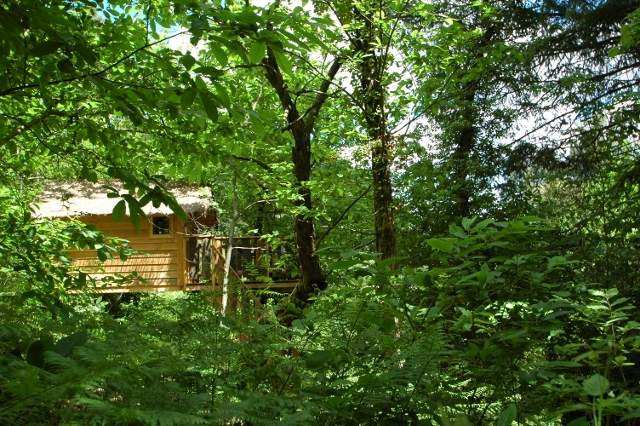4155 Cabane perchée dans les arbres, entourée dune verdure luxuriante.