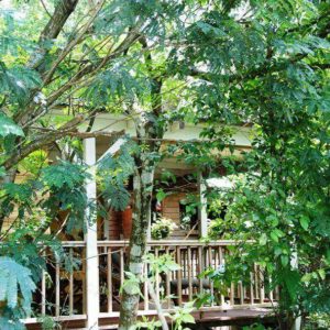 Cabane en bois nichée au cœur de la verdure luxuriante, offrant un cadre paisible.