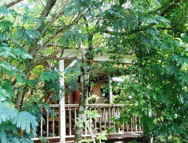 Cabane en bois nichée au cœur de la verdure luxuriante, offrant un cadre paisible.