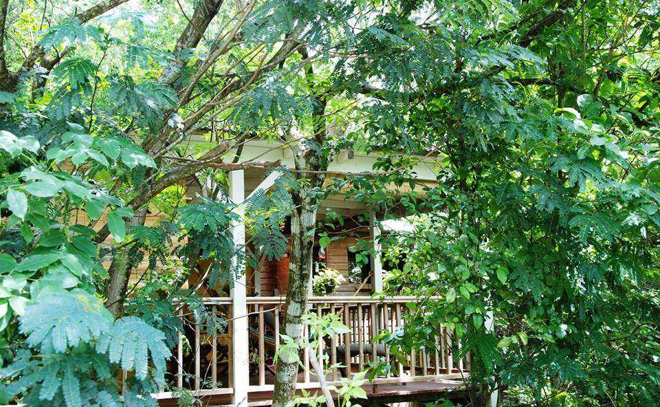 Cabane en bois nichée au cœur de la verdure luxuriante, offrant un cadre paisible.