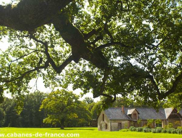 Charmante maison de campagne sous un grand chêne, entourée de verdure.