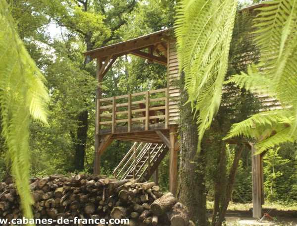 Cabane en bois perchée, entourée de verdure et de troncs darbres.