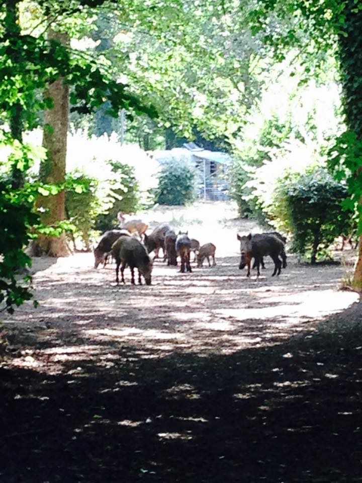12507611_10153894677834204_4444361380240863057_n Hébergement insolite en Auvergne-Rhône-Alpes, entouré de nature et de sangliers.