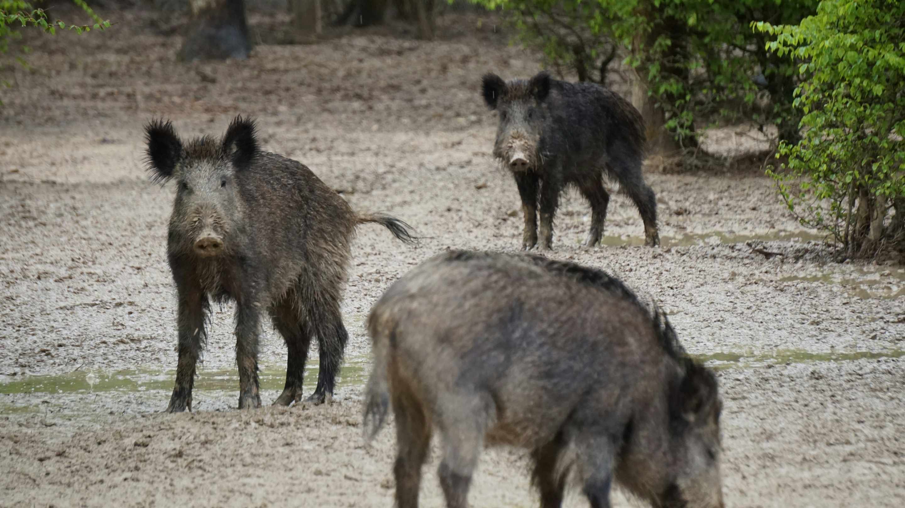 DSC00779_resized_2 Hébergement insolite en Auvergne-Rhône-Alpes, entouré de sangliers dans la nature.