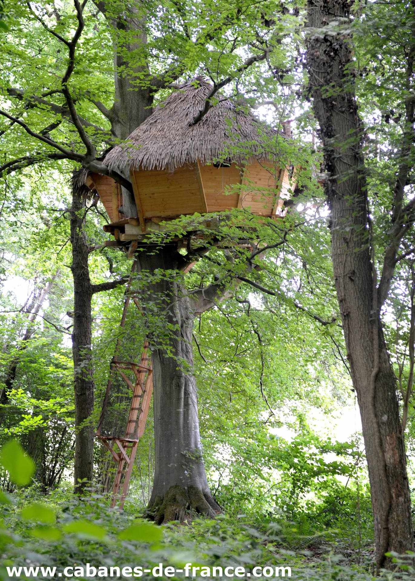 DSC_2707_cabanes-de-france Cabane perchée dans un arbre, entourée de verdure luxuriante en Haute-Normandie.