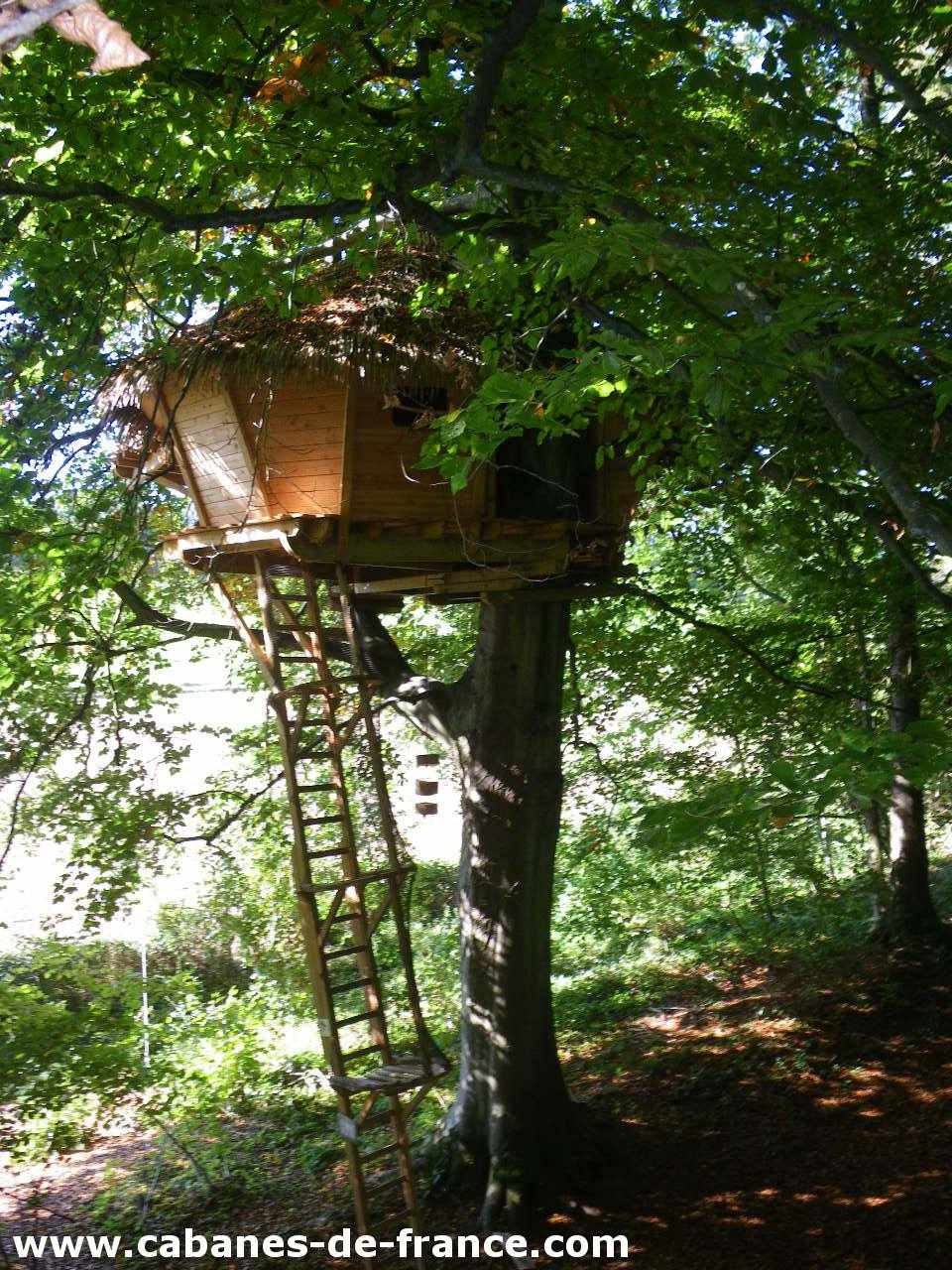 IMGP1415_cabanes-de-france Cabane perchée dans un arbre, entourée de verdure luxuriante en Haute-Normandie.