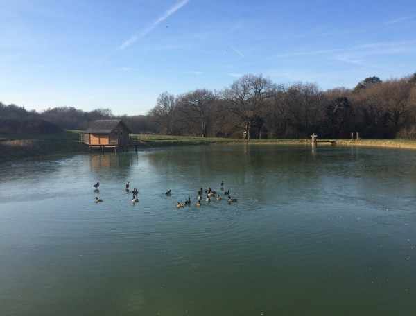 Cabane flottante en Île-de-France, entourée dun étang et de canards.