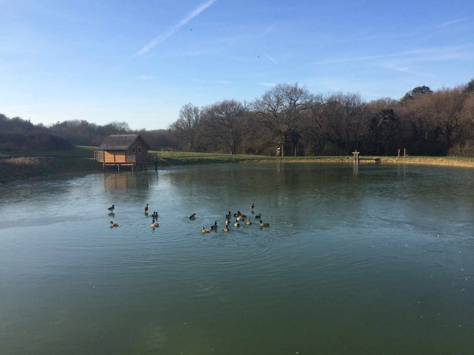 Cabane flottante en Île-de-France, entourée dun étang et de canards.