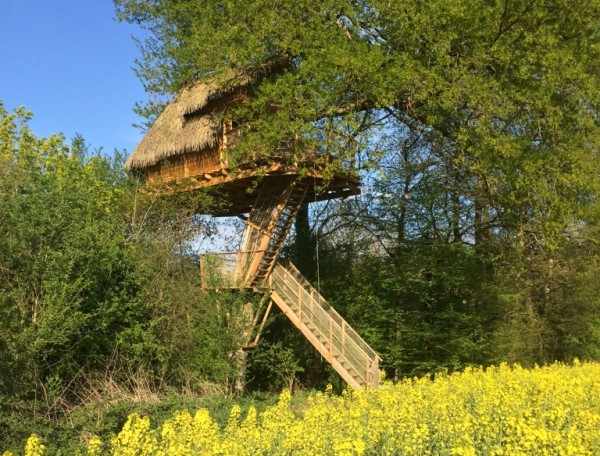 Cabane perchée dans un arbre, entourée de champs de colza en fleurs.