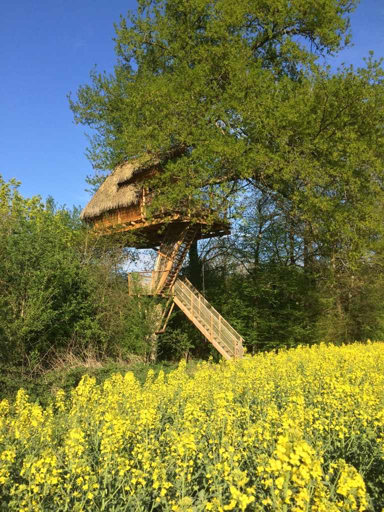 Cabane perchée dans un arbre, entourée de champs de colza en fleurs.