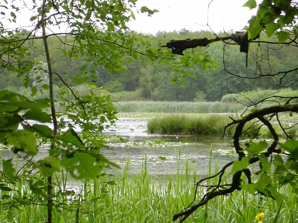 cabane (2) Hébergement insolite en pleine nature, entouré de verdure et dun étang paisible.