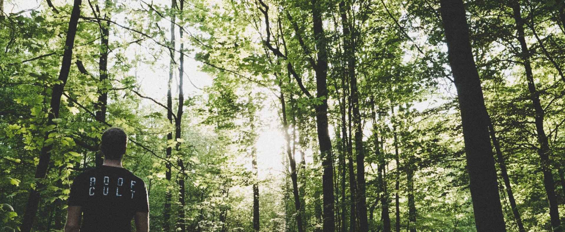 Hébergement en pleine nature, avec un sentier boisé et une lumière douce filtrant à travers les
