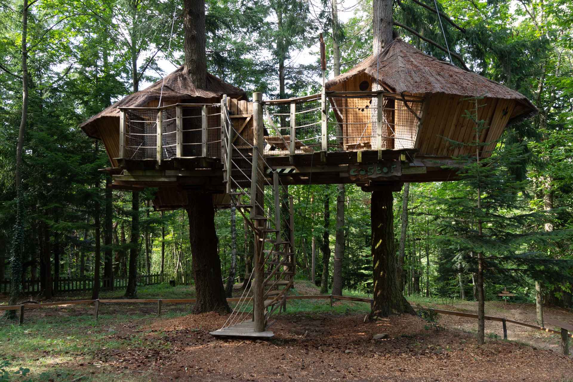 version-internet-111 castor Cabane perchée dans les arbres, entourée de verdure, avec un accès par une échelle.