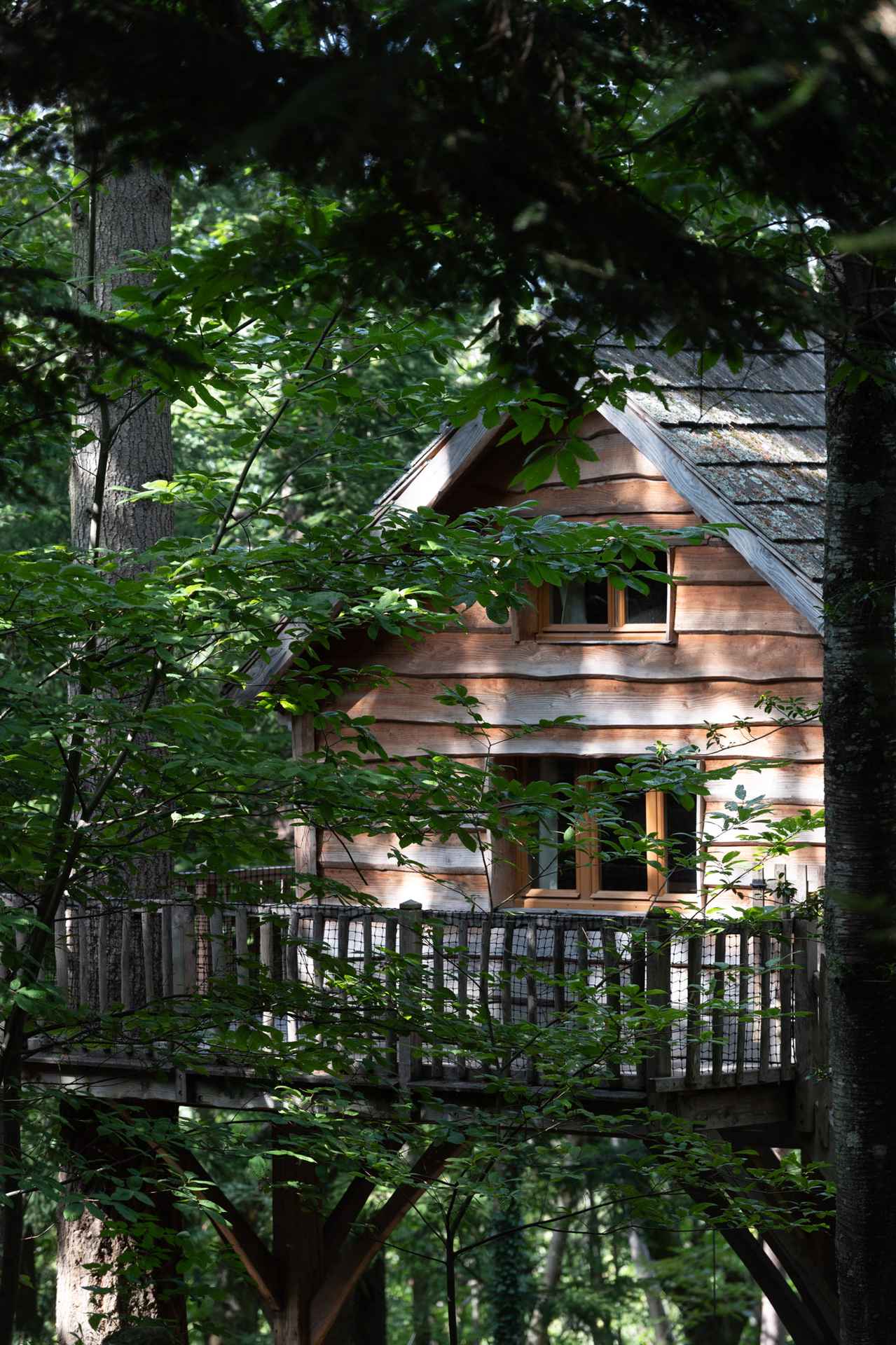 version-internet-137 panda ours Cabane perchée en bois, nichée dans les arbres, entourée de verdure luxuriante.