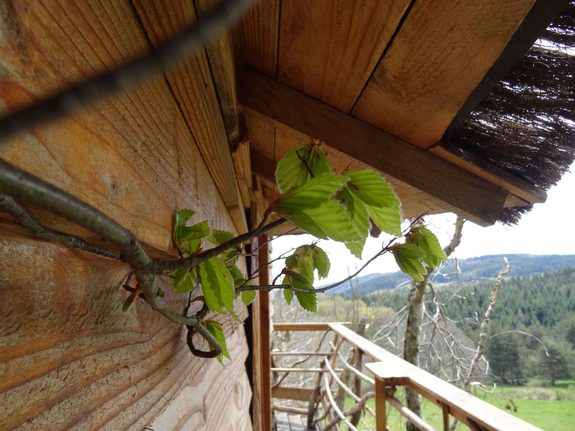 DSC02995 Cabane en bois perchée, entourée de verdure et vue sur les montagnes.