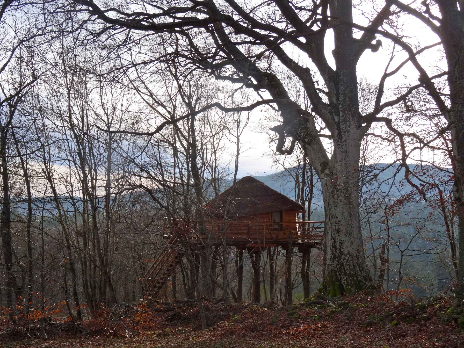 ext Cabane perchée en bois dans les arbres, entourée de nature en Auvergne-Rhône-Alpes.