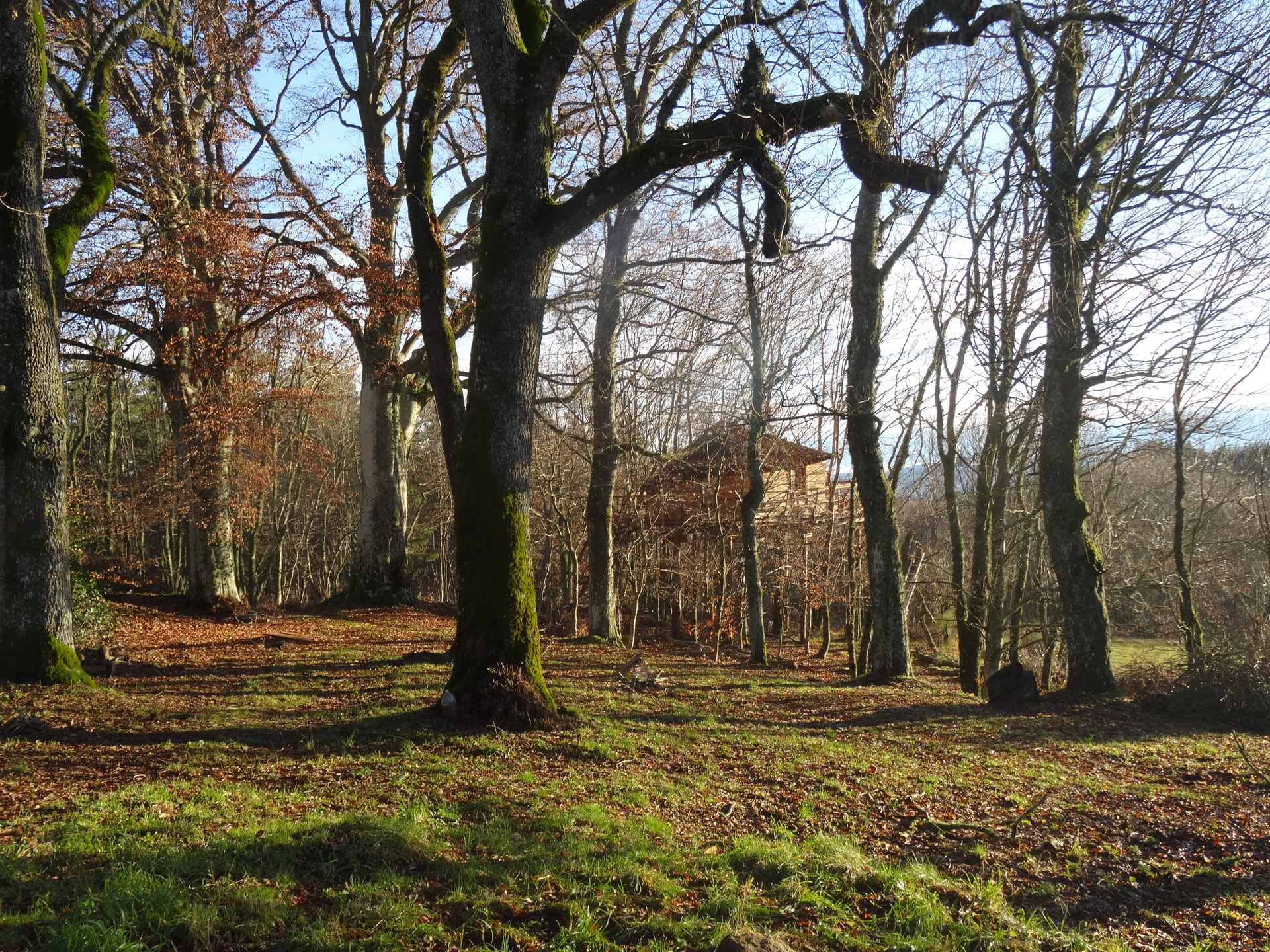 la cabane Cabane perchée en bois, entourée darbres majestueux en Auvergne-Rhône-Alpes.