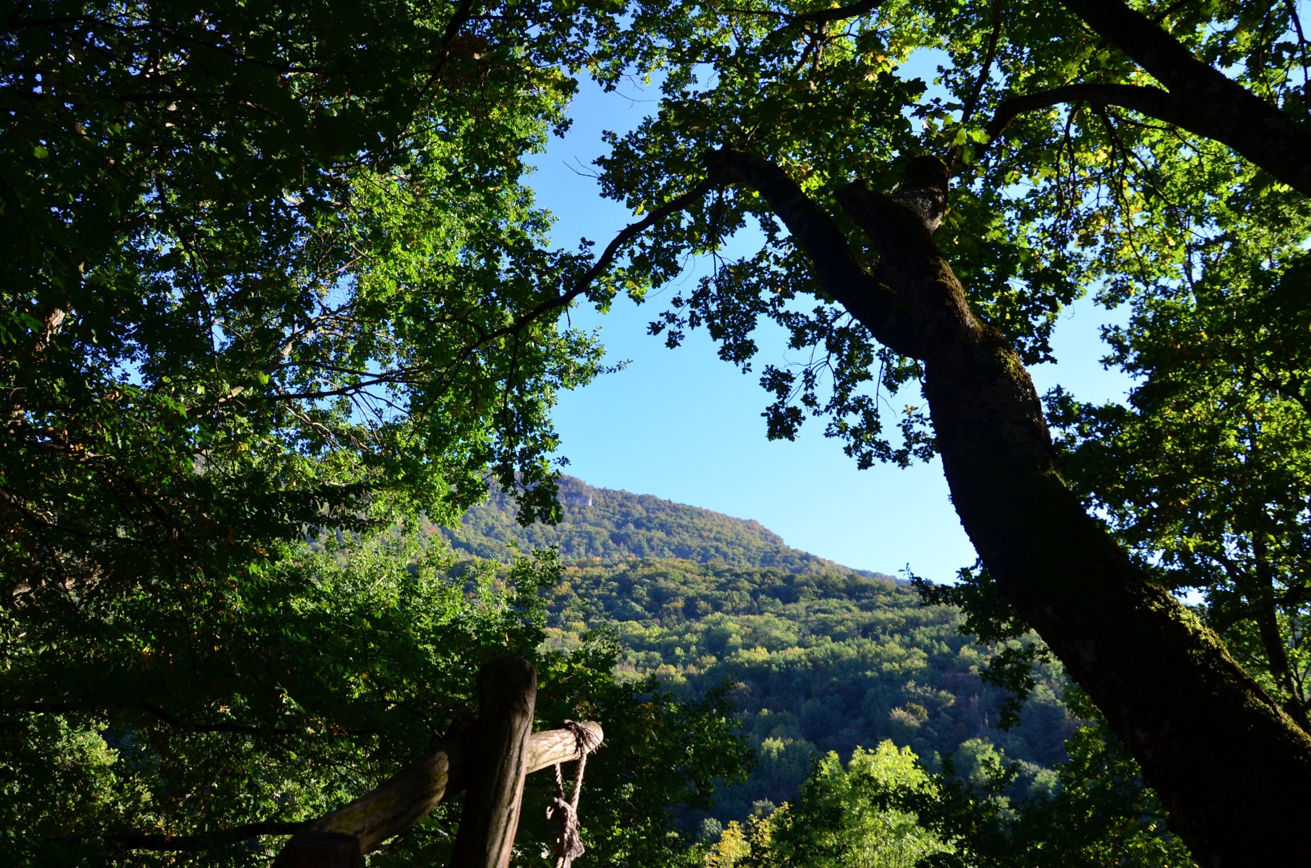 DSC_0537 Cabane perchée en bois, entourée de verdure, offrant une vue sur les montagnes.