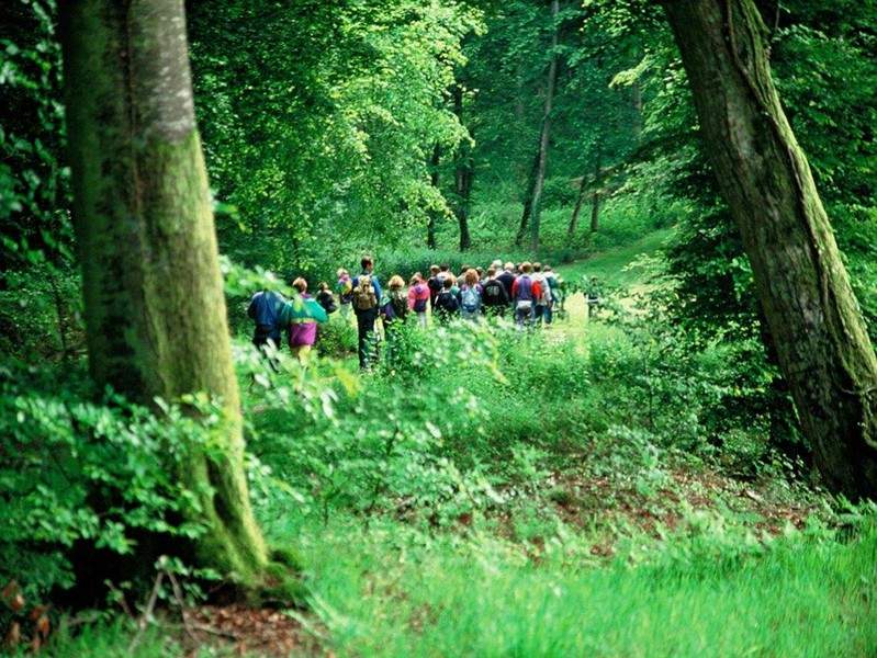 Randonnee-normandie-etape-en-foret Groupe de randonneurs dans une forêt verdoyante de Basse-Normandie, hébergement insolite.
