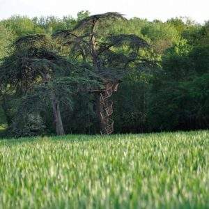 Cabane dans les arbres au cœur de la nature, entourée de champs verdoyants.
