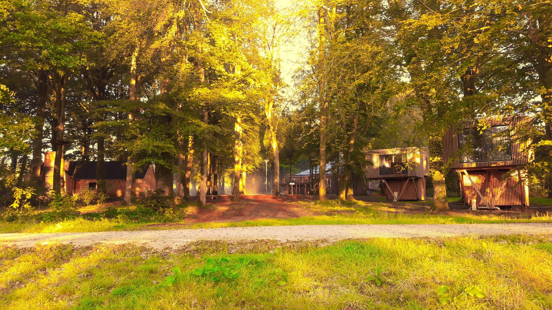 vue site et pilotis Hébergement insolite en cabanes dans les arbres, entouré de verdure dorée.