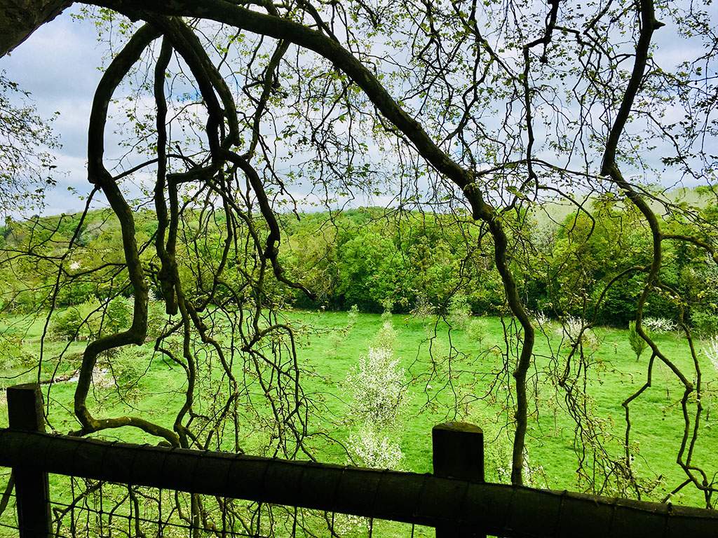 IMG_E5187 Hébergement insolite en pleine nature, entouré de verdure et de branches majestueuses.