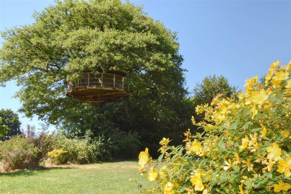 2015 07 06 (115) Cabane perchée dans un arbre, entourée de fleurs jaunes et verdure luxuriante.