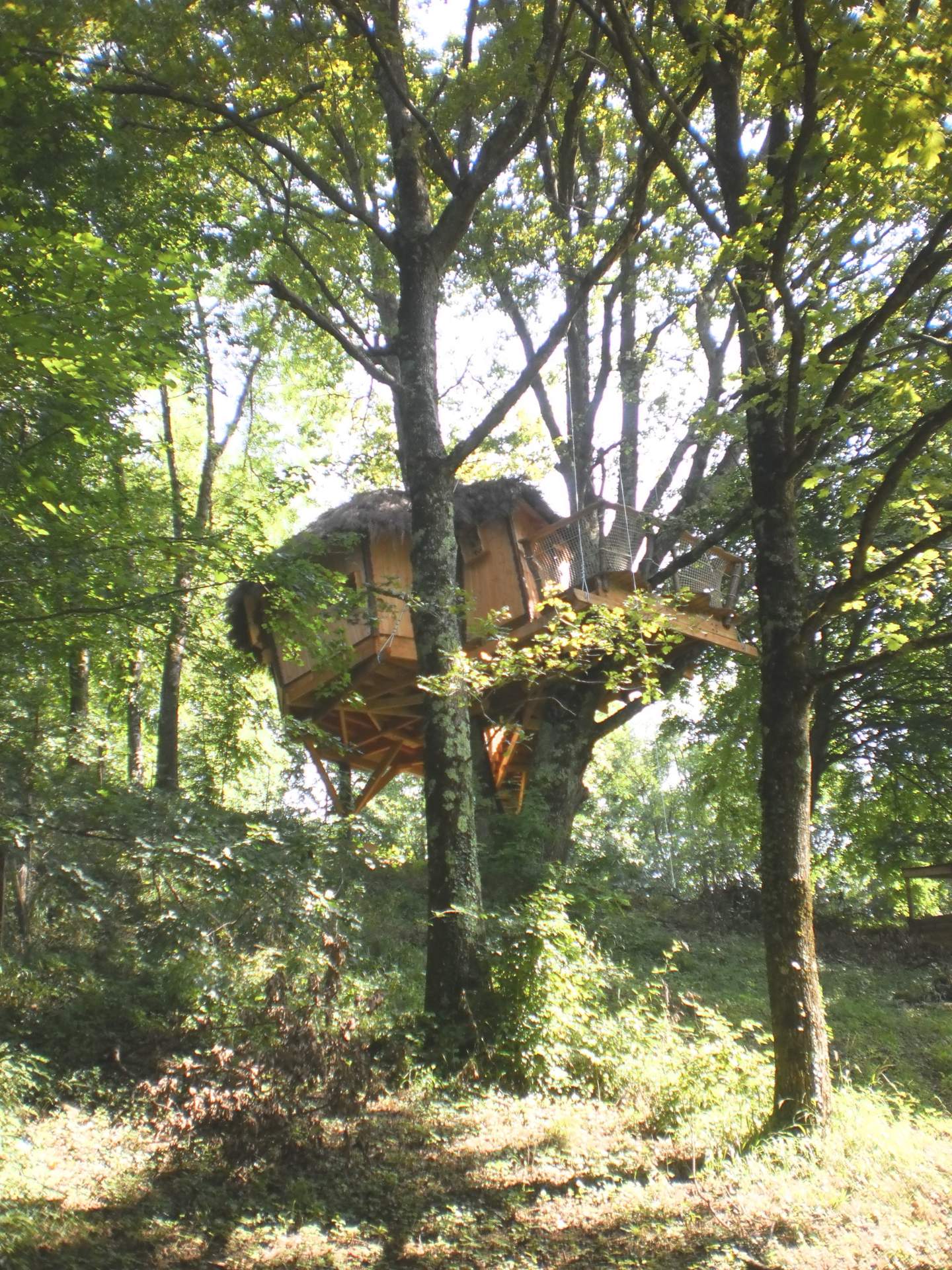 P1010013 Cabane perchée dans les arbres, entourée de verdure luxuriante en Auvergne-Rhône-Alpes.