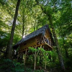 Cabane dans les arbres, perchée au milieu dune forêt verdoyante et ensoleillée.