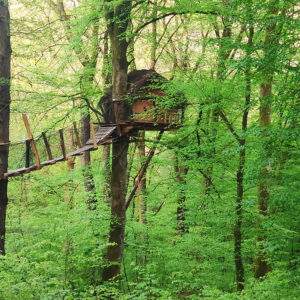 Cabane dans les arbres, perchée entre les feuillages verdoyants.