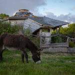 Charmante cabane en bois avec un âne paissant à proximité, entourée de verdure.