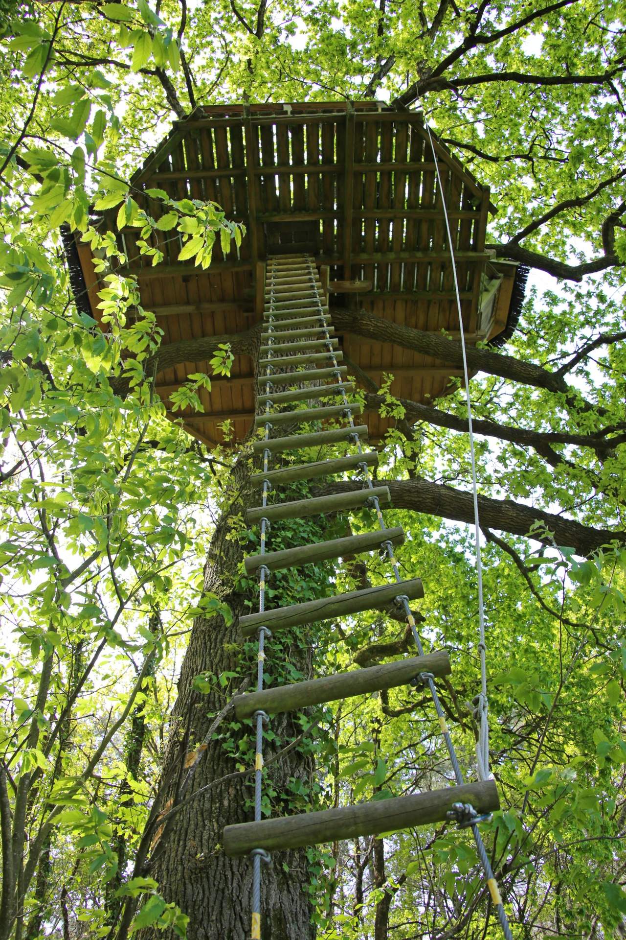 Stéphane MARIE (3) Cabane dans les arbres en Bretagne, perchée au sommet dun grand chêne verdoyant.