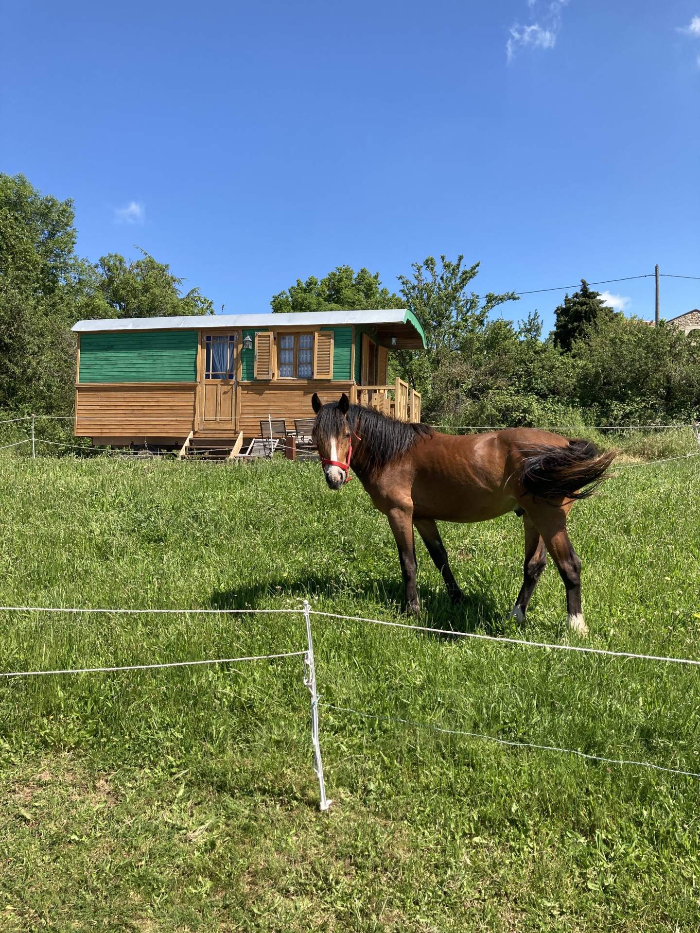 IMG_6610 Hébergement insolite en roulotte, avec un cheval paissant dans un champ verdoyant.