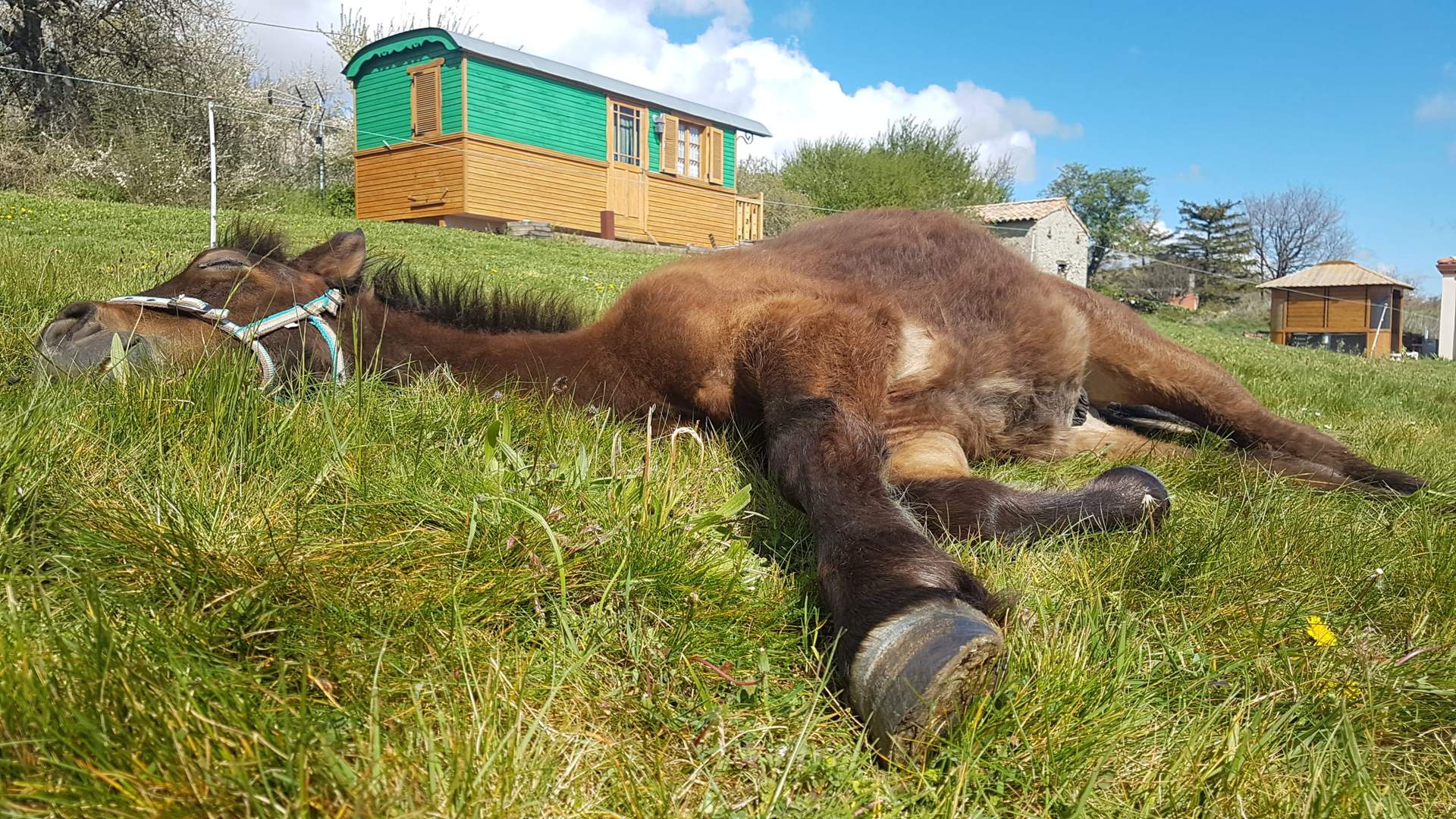 ROULOTTE LA SIESTE... Hébergement insolite en roulotte, avec un cheval allongé sur lherbe verdoyante.