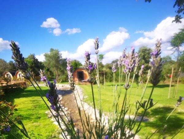 Hébergement insolite en forme de bulle, entouré de lavande et verdure.