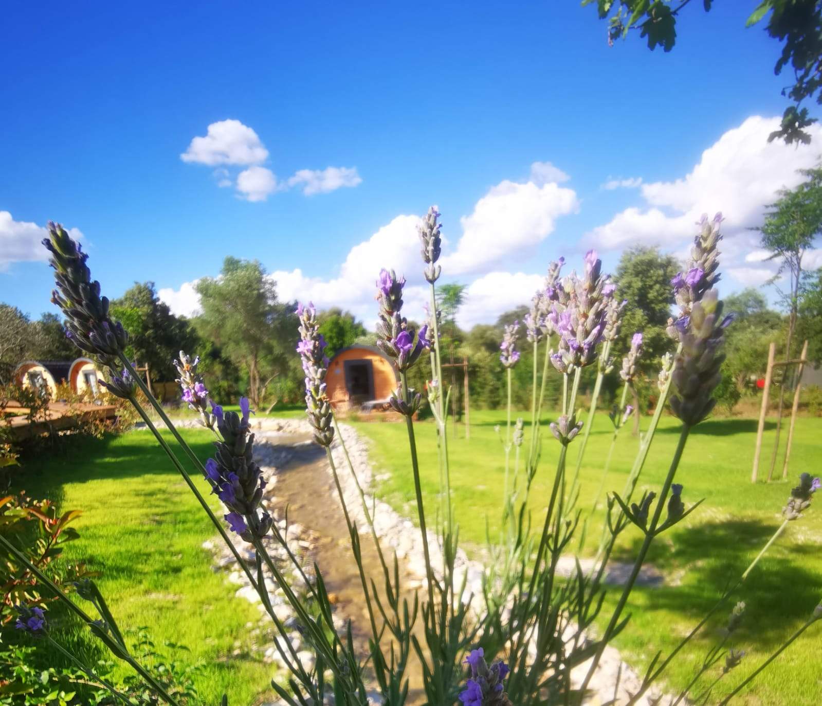 Hébergement insolite en forme de bulle, entouré de lavande et verdure.