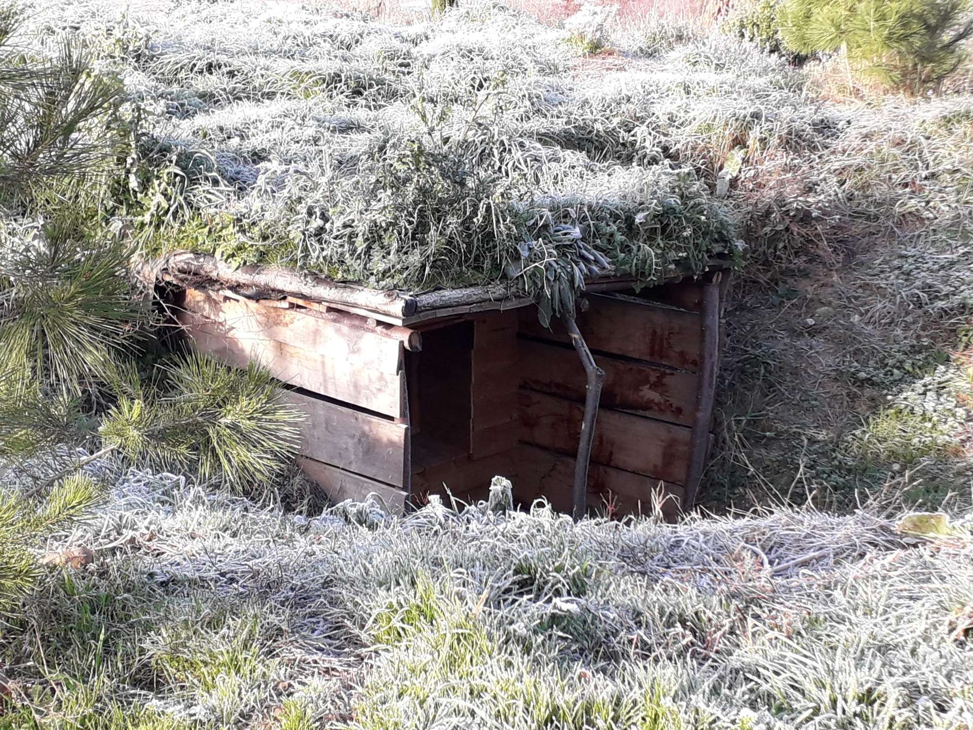 20210107_095017 Cabane en bois recouverte de végétation, nichée dans la nature du Languedoc-Roussillon.