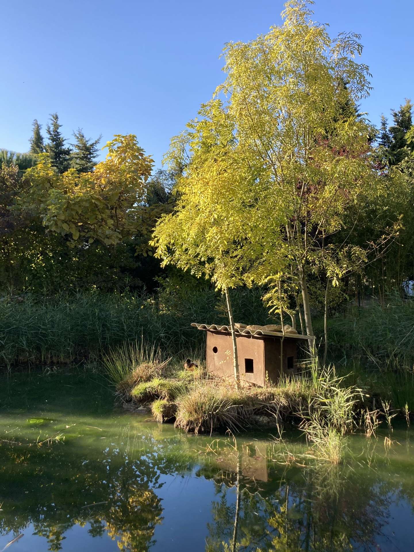 IMG_3915 Cabane en bois sur un étang, entourée darbres aux feuilles dorées.