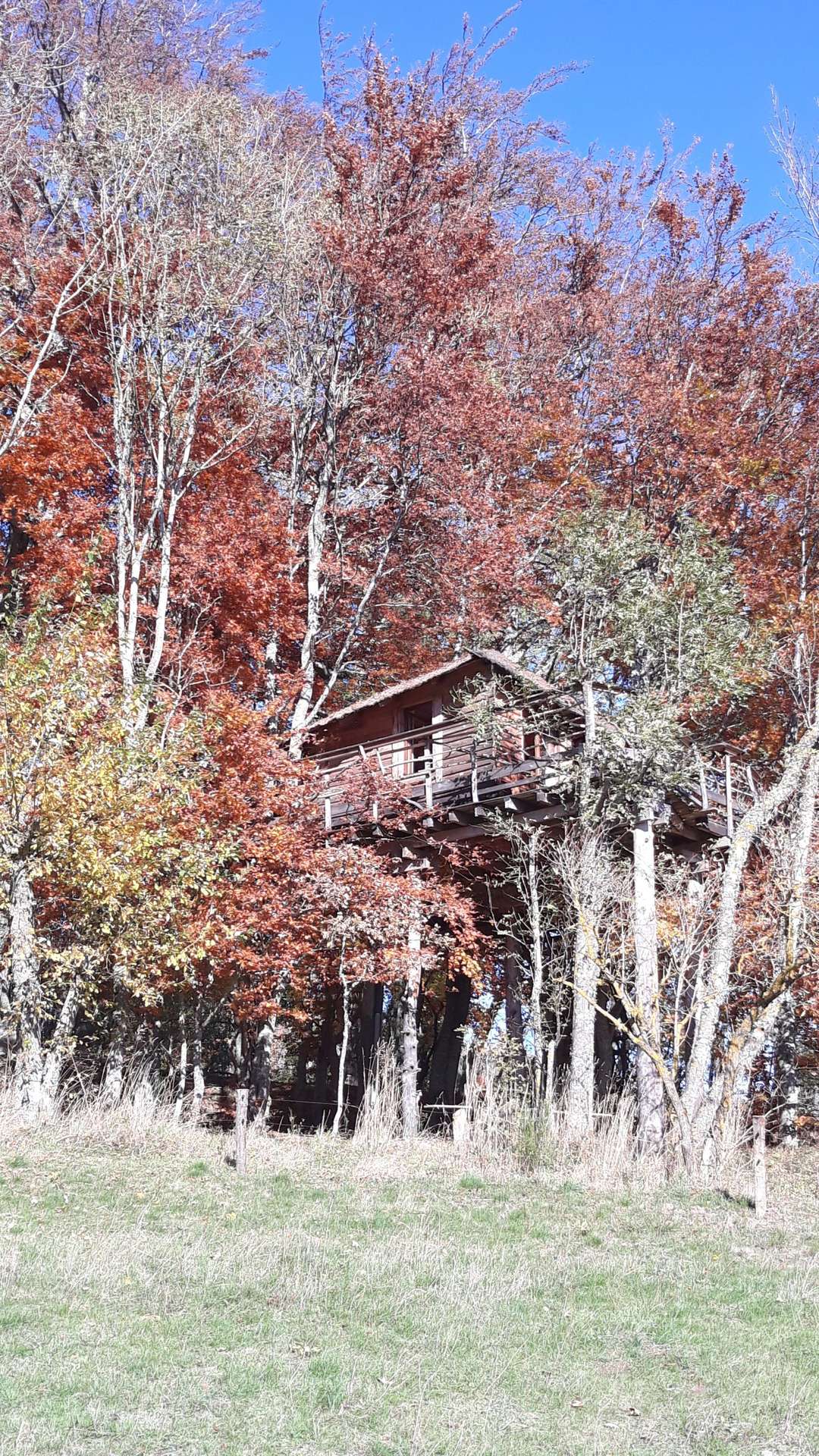 20201030_105434 Cabane perchée en bois, entourée darbres aux feuilles colorées dautomne.