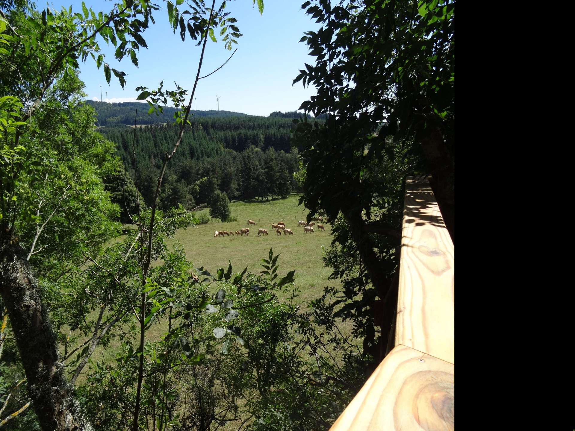 FormatConvert_20220716_113745_5617 Cabane perchée en bois avec vue sur un champ de vaches et la nature environnante.