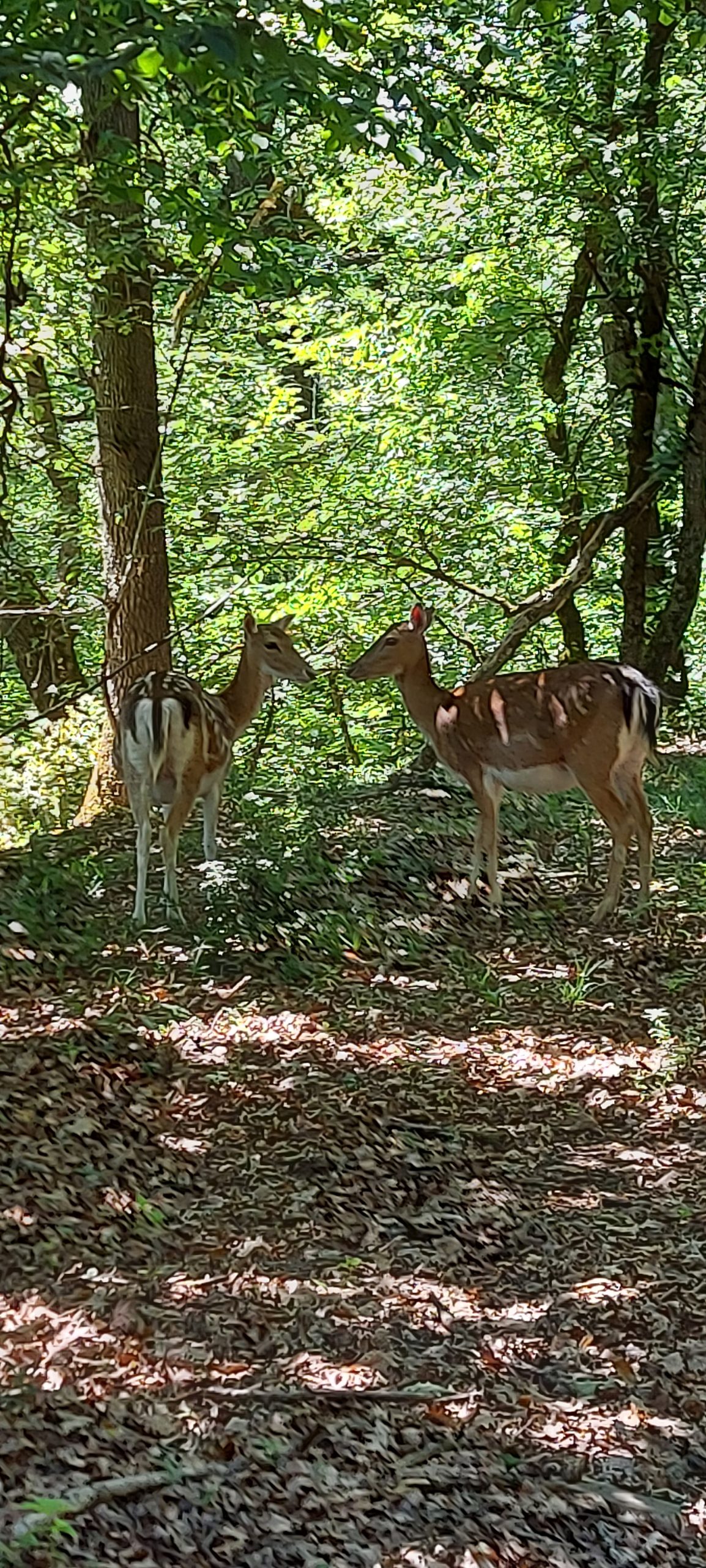 20220527_151238 Hébergement insolite en Aquitaine, cabane perchée entourée de cerfs dans la forêt.