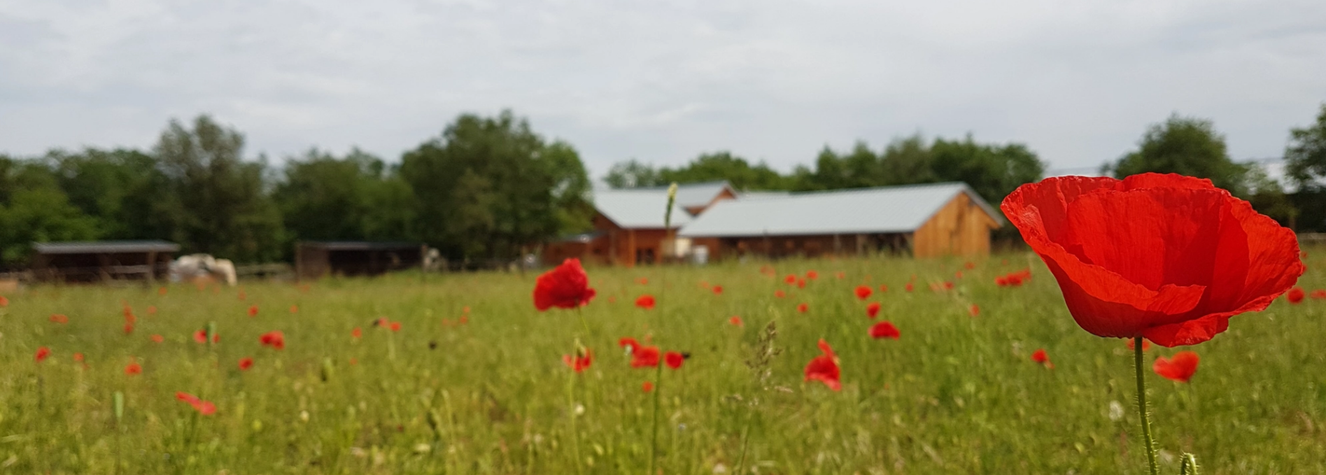 image-dpliant-ConvertImage