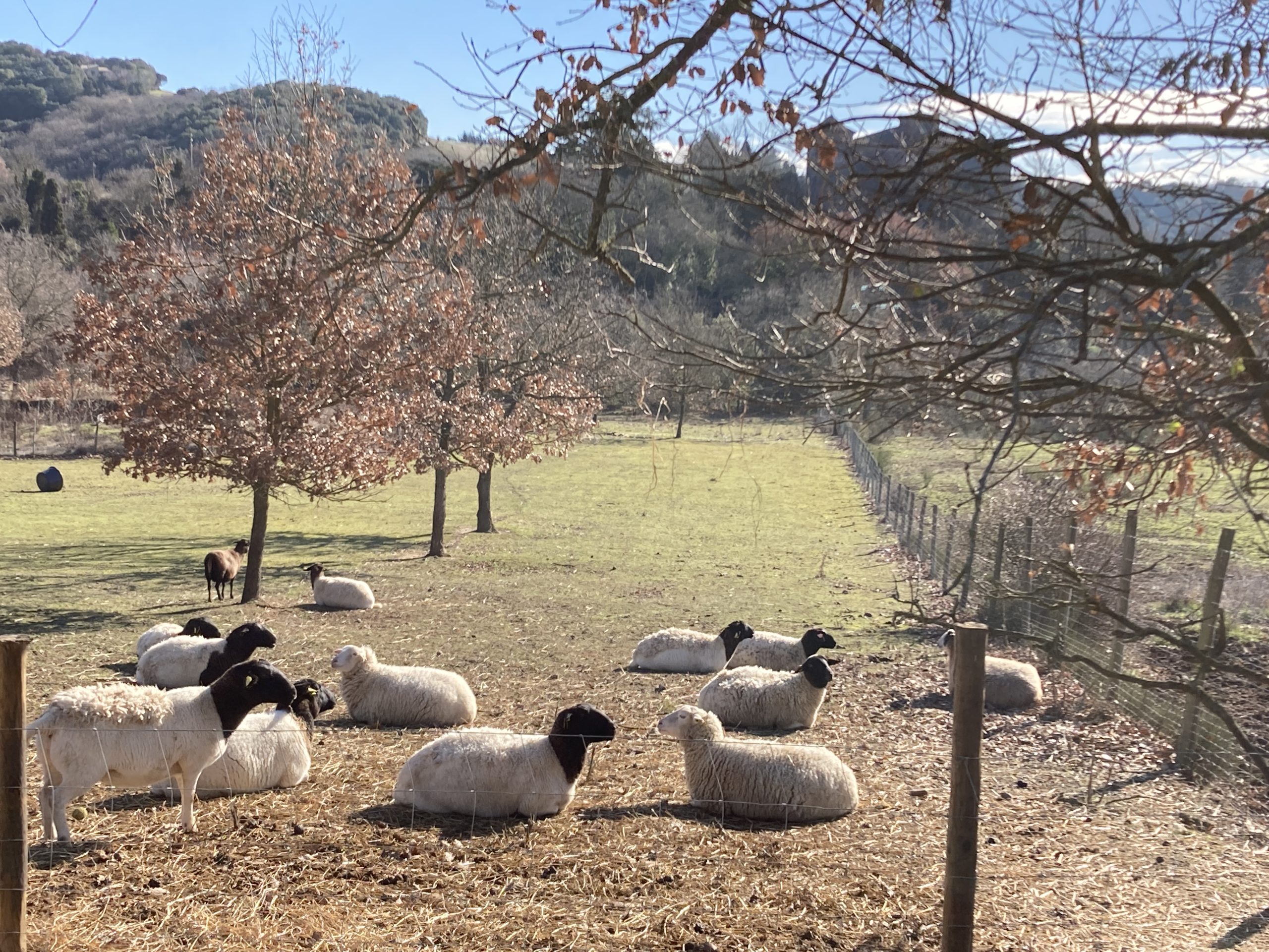 IMG_1621 Hébergement insolite en Languedoc-Roussillon, avec des moutons paisiblement dans un champ.