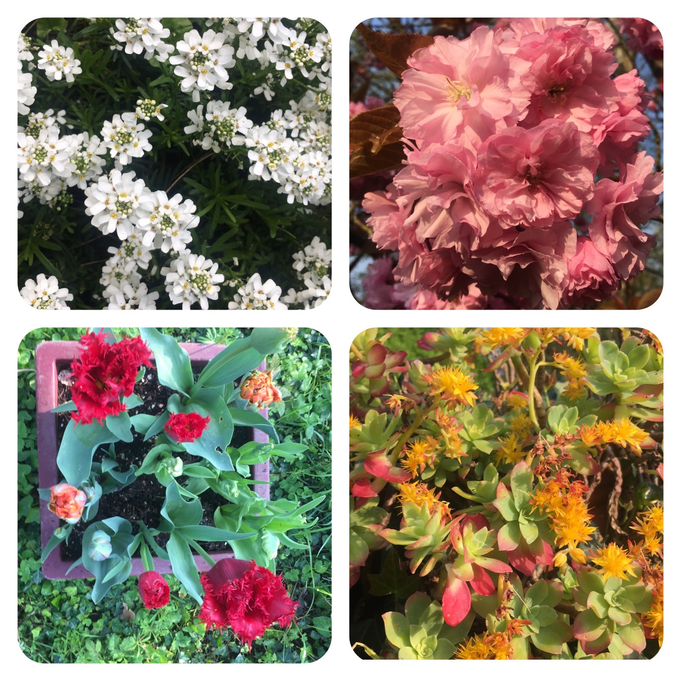 1A83D86E-5531-466D-B478-063B39A7FC3C Hébergement insolite en Basse-Normandie, entouré de fleurs colorées et luxuriantes.