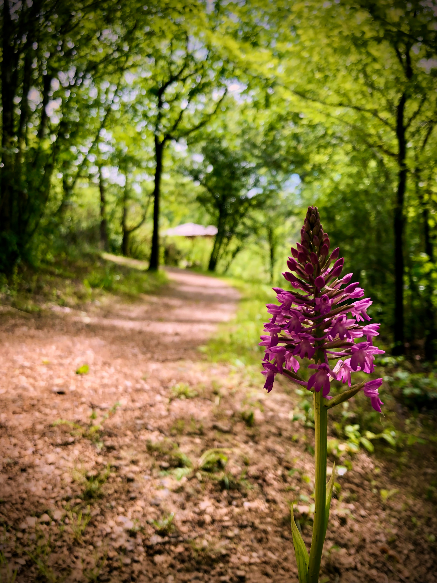 Domaine La Male jardin fleurs cabane Hébergement insolite en Midi-Pyrénées, entouré de verdure et dorchidées sauvages.